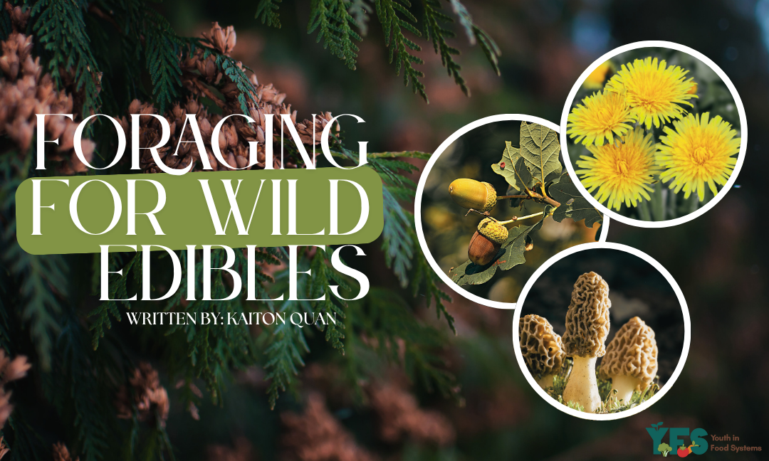 Foraging for Wild Edibles