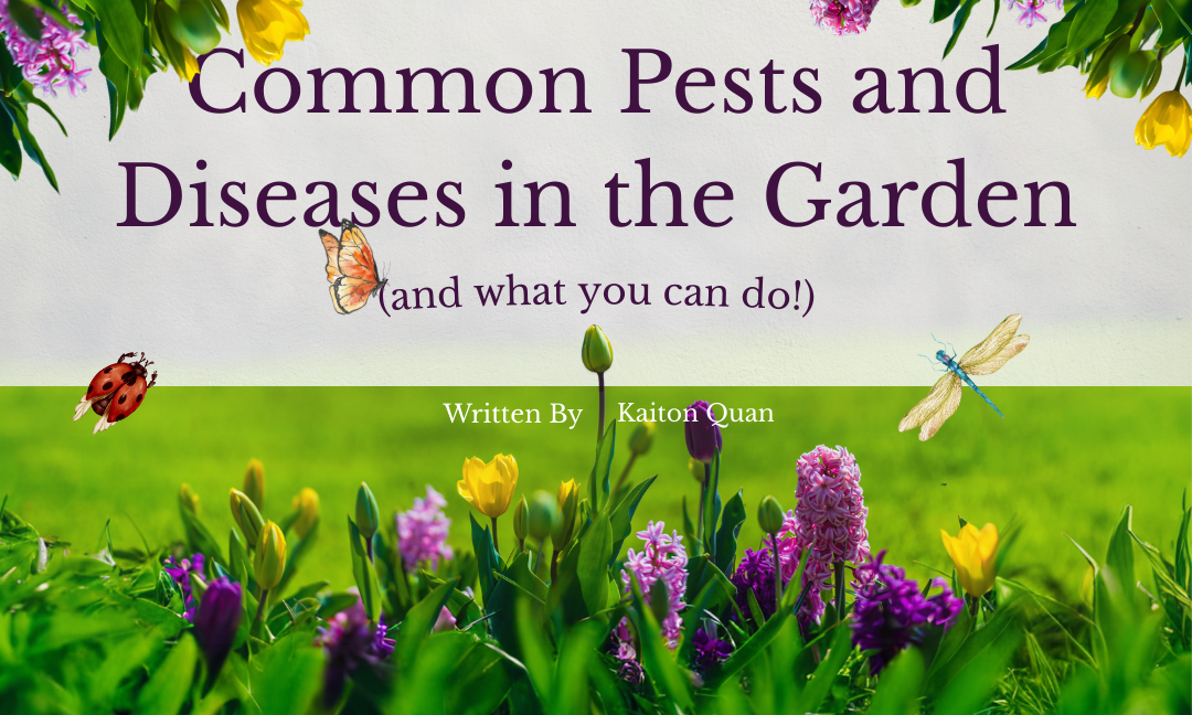 Battling common garden pests and diseases: How to deal with it