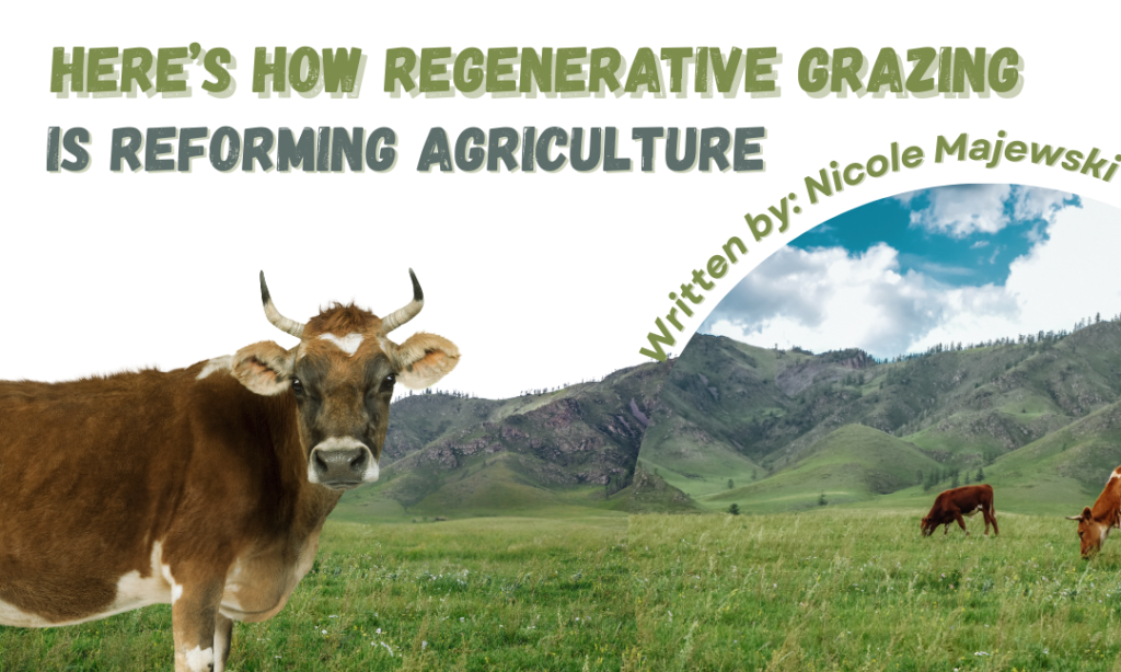 Here’s How Regenerative Grazing is Reforming Agriculture
