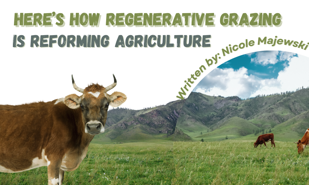 Here’s How Regenerative Grazing is Reforming Agriculture