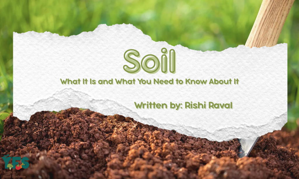 Soil: What It Is And What You Need to Know About It