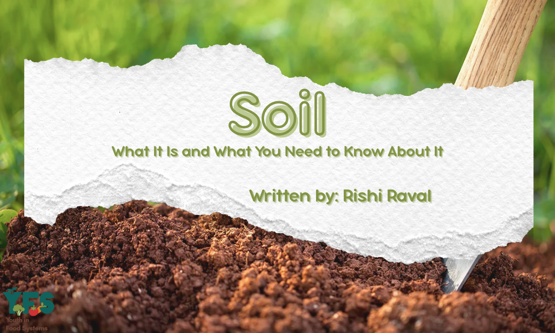 Soil: What It Is And What You Need to Know About It