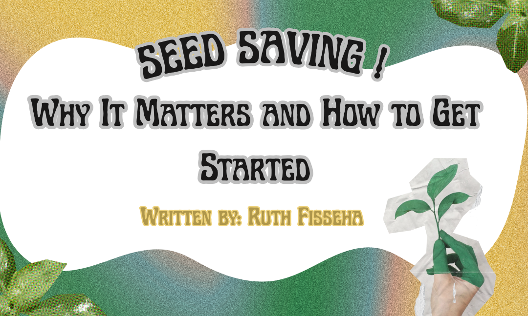 Seed Saving: Why It Matters And How to Get Started