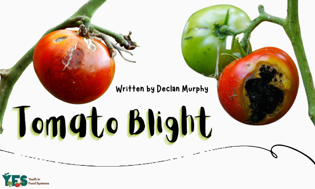 Tomato Blight!