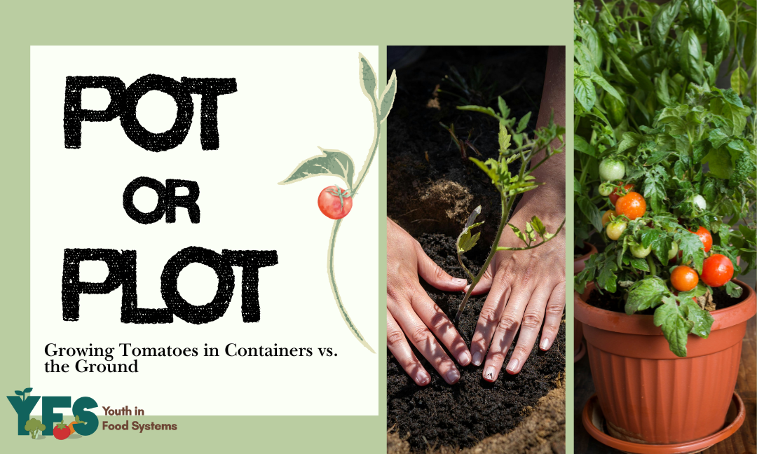 Pot or Plot? Growing Tomatoes in Containers vs. in the Ground