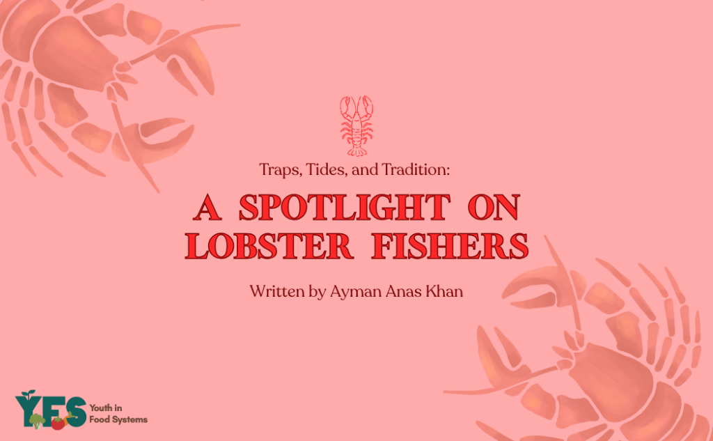 Traps, Tides, and Tradition: A Spotlight on Lobster Fishers