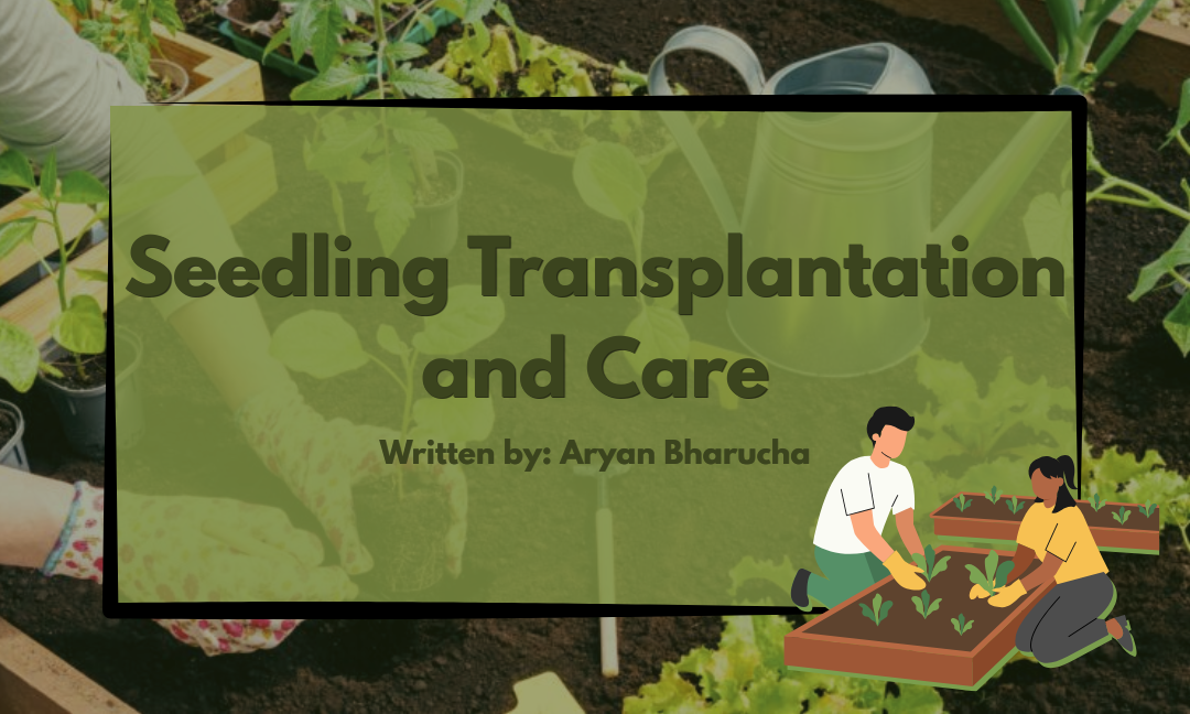 Seedling Transplantation and Care