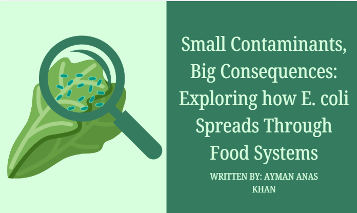 Small Contaminants, Big Consequences: Exploring how E. coli Spreads Through Food Systems