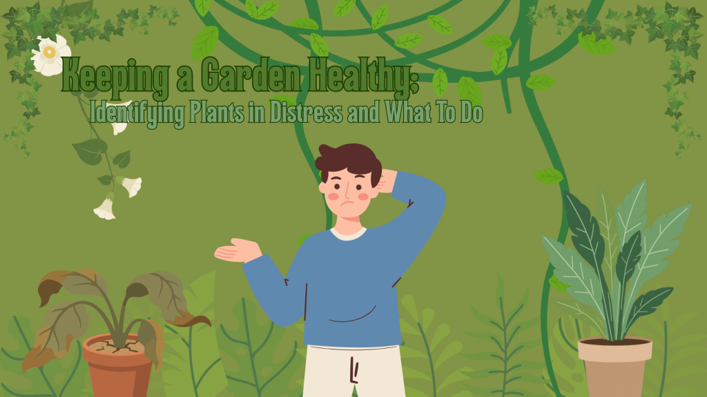 Keeping a Healthy Garden: Identifying Plants in Distress and What to Do