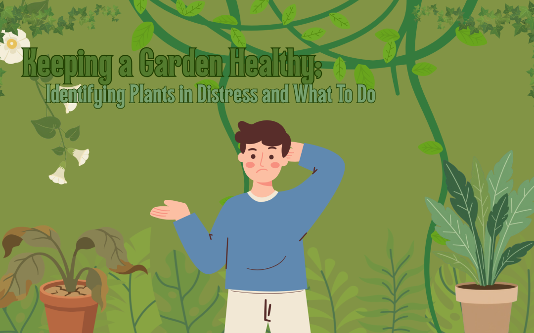Keeping a Healthy Garden: Identifying Plants in Distress and What to Do