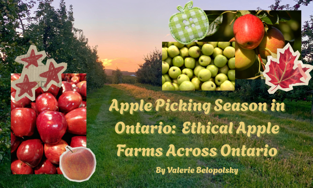 Apple picking season in ontario: Ethical apple farms across ontario – By Valerie Belopolsky