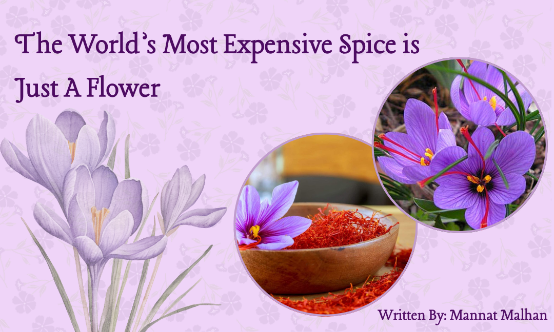 The World’s Most Expensive Spice is Just A Flower