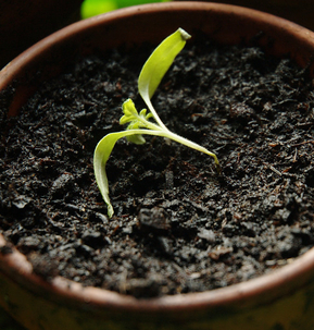 Photo: Tomato having problems, by Anne Tanne, 2009. CC BY-NC-SA 2.0 via Flickr